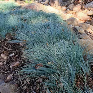 Festuca â€˜Patrick's Point'
