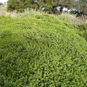 Pigeon Point Coyote Brush