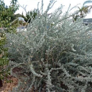 Big Saltbush