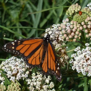 Narrow-leaved Milkweed, butterfly