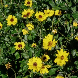 California Bush Sunflower