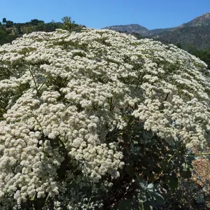 St. Catherine's Lace