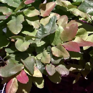 Berberis repens new growth