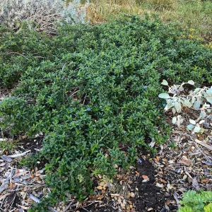 Joyce Coulter Ceanothus