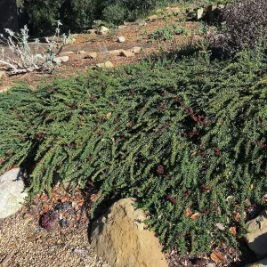  Bruce Dickinson Eriogonum (Buckwheat) in the Meadow View