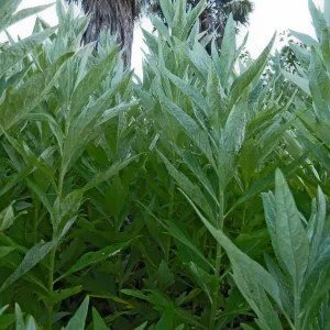 Artemisia douglasiana
