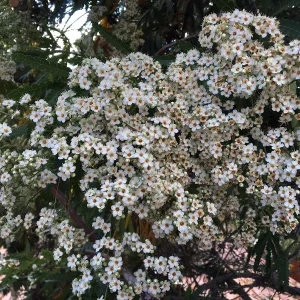 Lyonothamnus flower at Schuyler garden