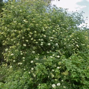 Sambucus (Elderberry)