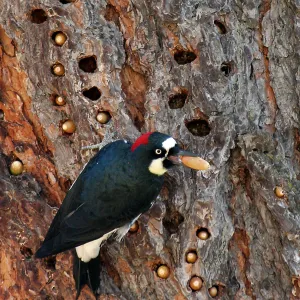 Acorn Woodpecker Storing Acorns in Ponderosa Pine, Angel's Camp, CA. First place winner in 2011 photo contest Wildlife category