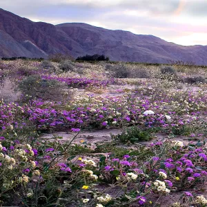 Coyote Creek Wildflowers at Dawn, Anza Borrego State Park. Second place winner in 2011 photo contest landscape category.Second place winner in 2011