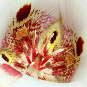 Square Mariposa Tulip Center, Del Valle Park, Livermore, Second place winner in 2011 photo contest closeup category.
