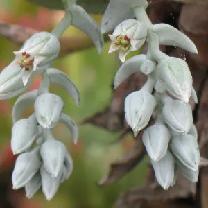 Dudleya pachyphytum, Finalist in 2010 Photo Contest in Closeup category