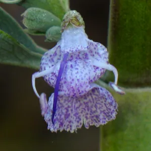 Salvia apiana Carmen's Fiesta