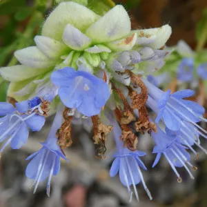 Salvia (Sage) mohavensis