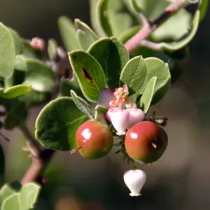 Finalist in 2011 Photo Contest in Closeup category (Manzanita)
