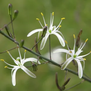 Finalist in 2011 Photo Contest in Closeup category