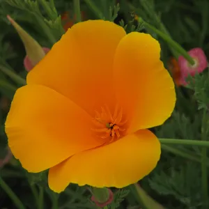 California Poppy Hwy 1 South of Big Sur
