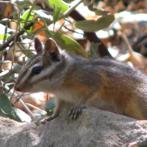 Chipmunk Botanic Garden