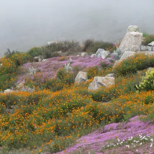 Flower Landscape Hwy 1 South of Big Sur