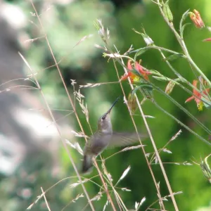 Hummingbird Botanic Garden
