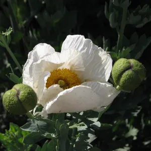 Matilija Poppy Highway 33 North of Ojai, Finalist in 2011 Photo Contest in Closeup category