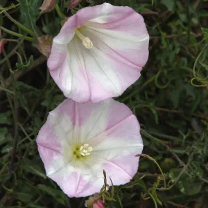 Morning Glory Highway 1 South of Big Sur