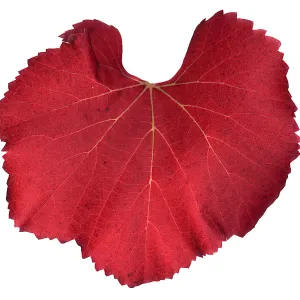 â€˜Roger's Red' California Wild Grape leaf in autumn color