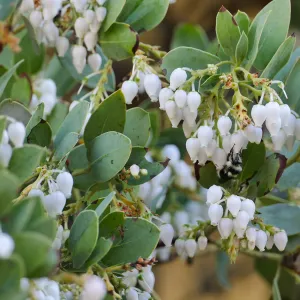 Bumblebee on Arctostaphylos glauca