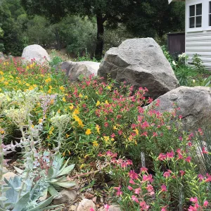 Water Wise Home Garden