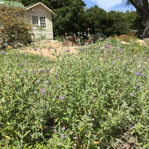 Water Wise Home Garden