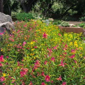 Water Wise Home Garden