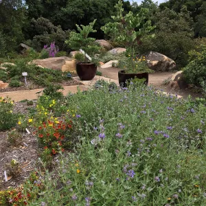 Water Wise Home Garden