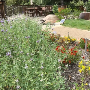 Water Wise Home Garden