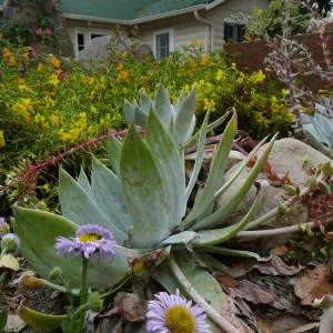 Water Wise Home Garden