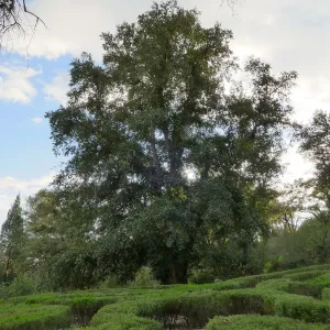 Island Oak - Champion Tree