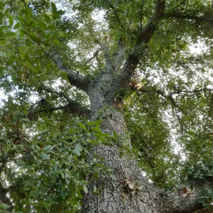 Island Oak - Champion Tree