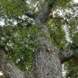 Island Oak - Champion Tree