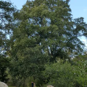 Island Oak - Champion Tree