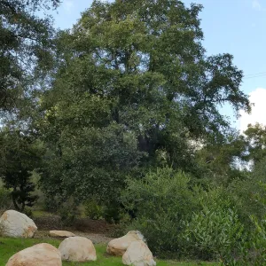 Island Oak - Champion Tree