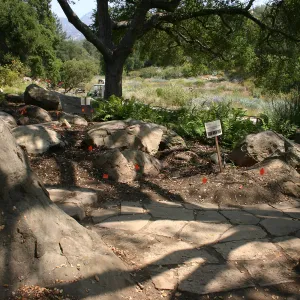 Native California Orchid Display Construction