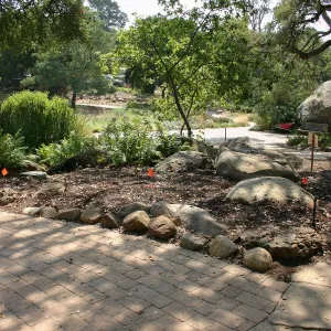 Native California Orchid Display Construction