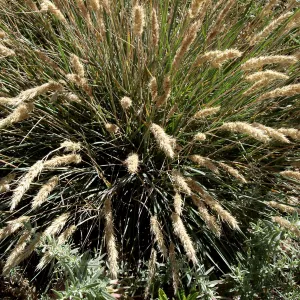 Bloom in July, Calamgrostis foliosa