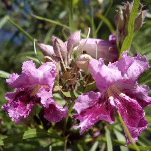 Bloom in July, Chilopsis linearis