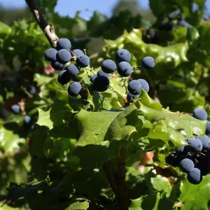 Bloom in July, Berberis pinnata