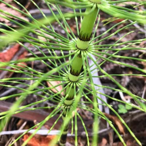 Equisetum