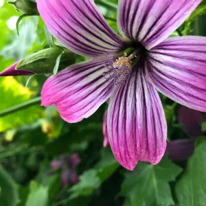 Island Mallow Lavatera assurgentiflora
