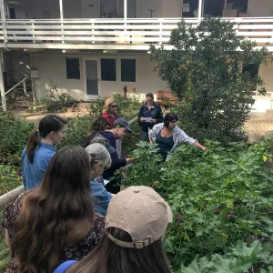 Herbal Medicine Walk: Respiratory System with Emily Sanders