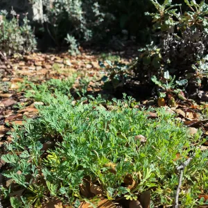 California Poppy Seedlings