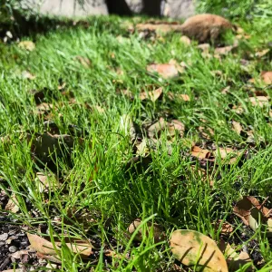 Goldfields Seedlings