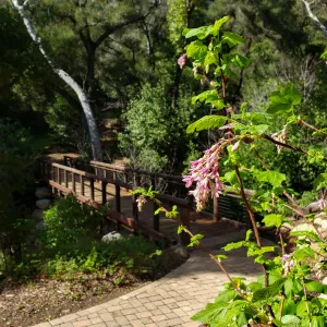 Pink-Flowered Currant